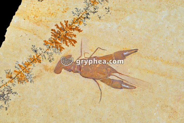 Ecrevisse fossile - gryphea.com